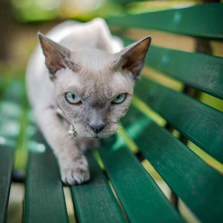 Savvy Cat