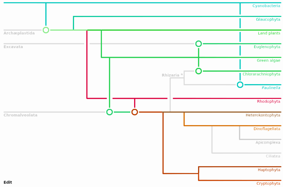 Cladogram of chloroplast evolution