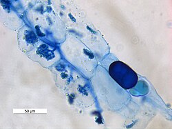 Arbuscular mycorrhizae forms mutualistic symbiosis with plants