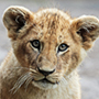 Lion Cub - Kerstin Meyer, Getty Images