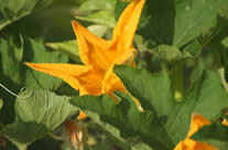 squash blossom