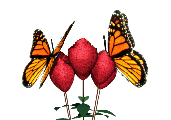 butterflies butterflies