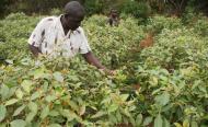 Kenyan Farmers Abandon Food Crops For ‘Green Gold’ Kenyan Farmers Abandon Food Crops For ‘Green Gold’