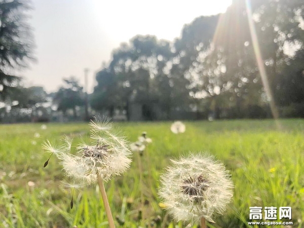 ÂäÓ¢çÍ·×´¦£¬ÃÀÀöºÃʱ¹â