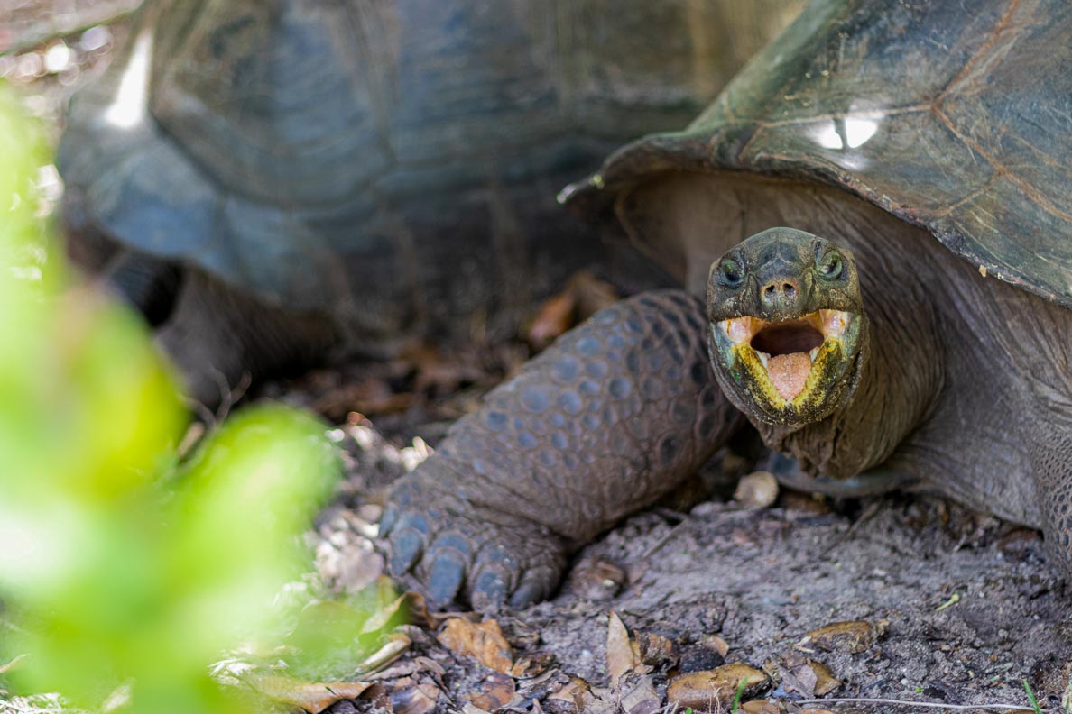Giant tortoise on Alphonse Island, Seychelles Giant tortoise, Seychelles