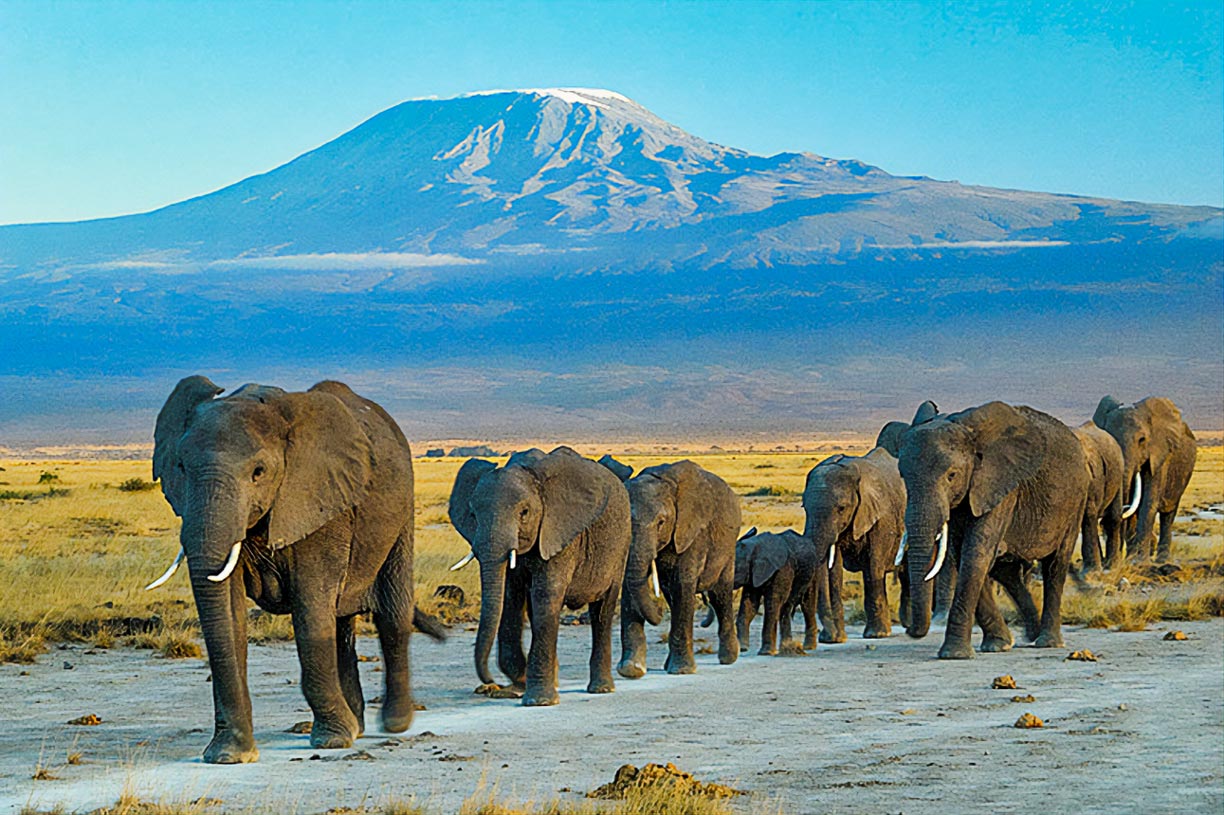 Amboseli National Park and Kilimanjaro mountain Elephants at Amboseli National Park with Mount Kilimanjaro