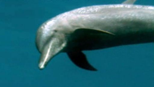 Voyage of the Lonely Turtle -- Spinner Dolphins