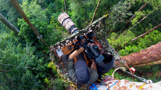 The Last Orangutan Eden