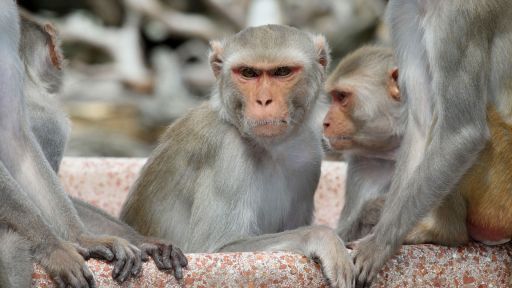 Natural Born Rebels | Episode 1| Hunger Wars -- Natural Born Rebels | Episode 1